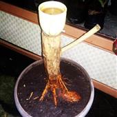đườ
