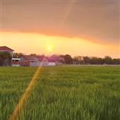 Bản