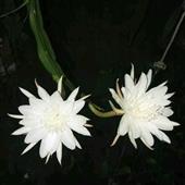 giả