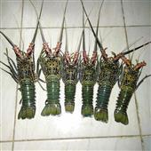 Lịc