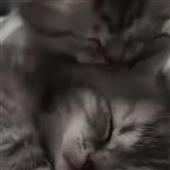 Các