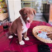 Rắn