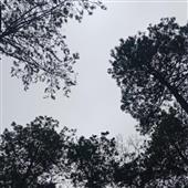 Cần