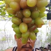 Trự