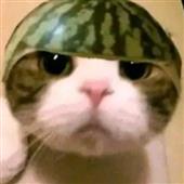 Máy