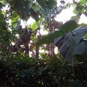 Hầu
