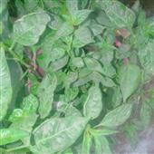 Lịc