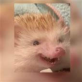 Chơ