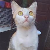 Đại