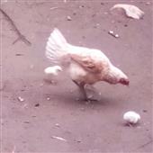 Năm