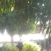 sự 