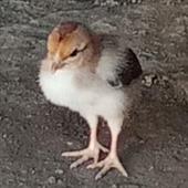 Các