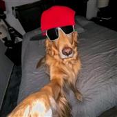 Máy