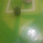 Ngư