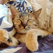 Kèo