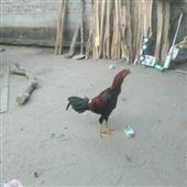 Đại