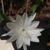 Cầu