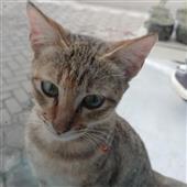 Phù
