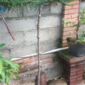 Đại