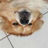 L- 