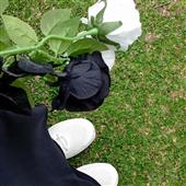 Hầu