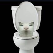 Vũ 
