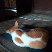Các