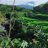 Phầ