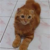 Phỉ