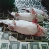 Sự 