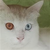 Med