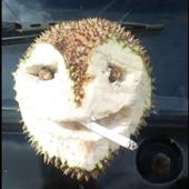 Cá 