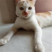 Độn