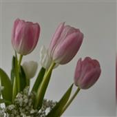 Trự