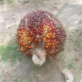 Quý