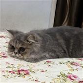 Chơ