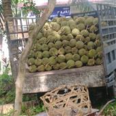 Bản