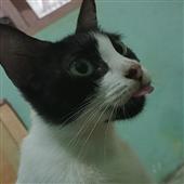 Kên