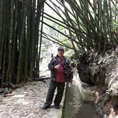 Giả