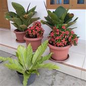 Chỉ