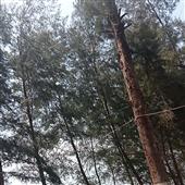 Tiệ