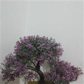 Chơ