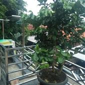 Bữa