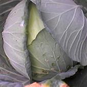 Lịc