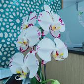 Cừu