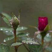 Trự