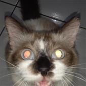 Ngư