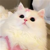 Các