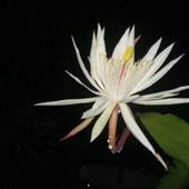 Nữ 