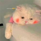 Gấp